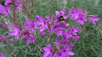 unbekannte Blumen