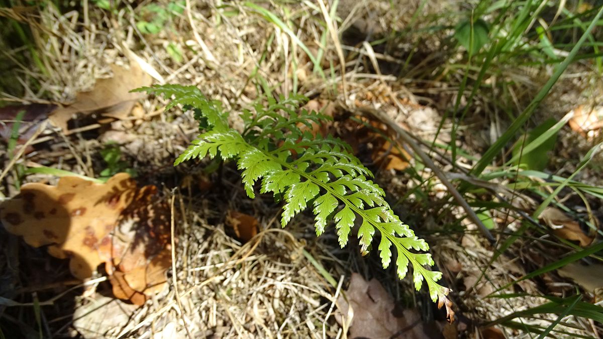 Kleinigkeiten am Wegesrand