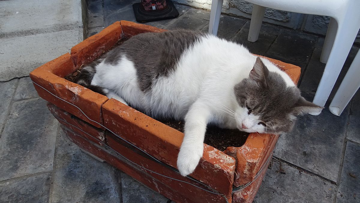 der faule Hotelkater in Imperia