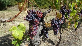 das wird mal piemonteser Rotwein