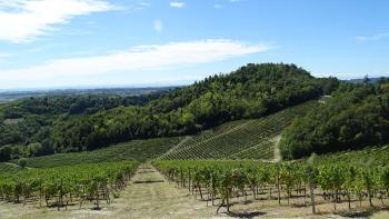 Weinberge