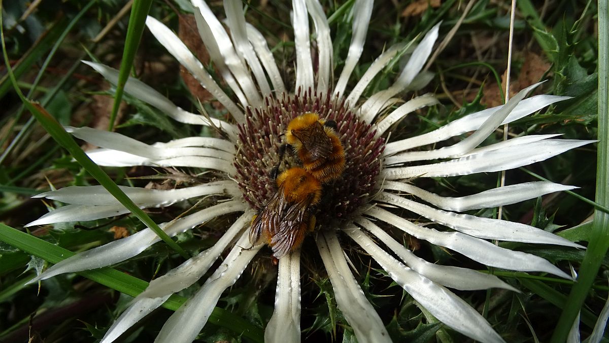 Silberdistel