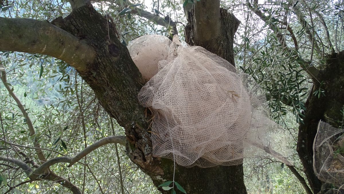 Netze für die Olivenernte