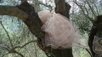 Netze für die Olivenernte