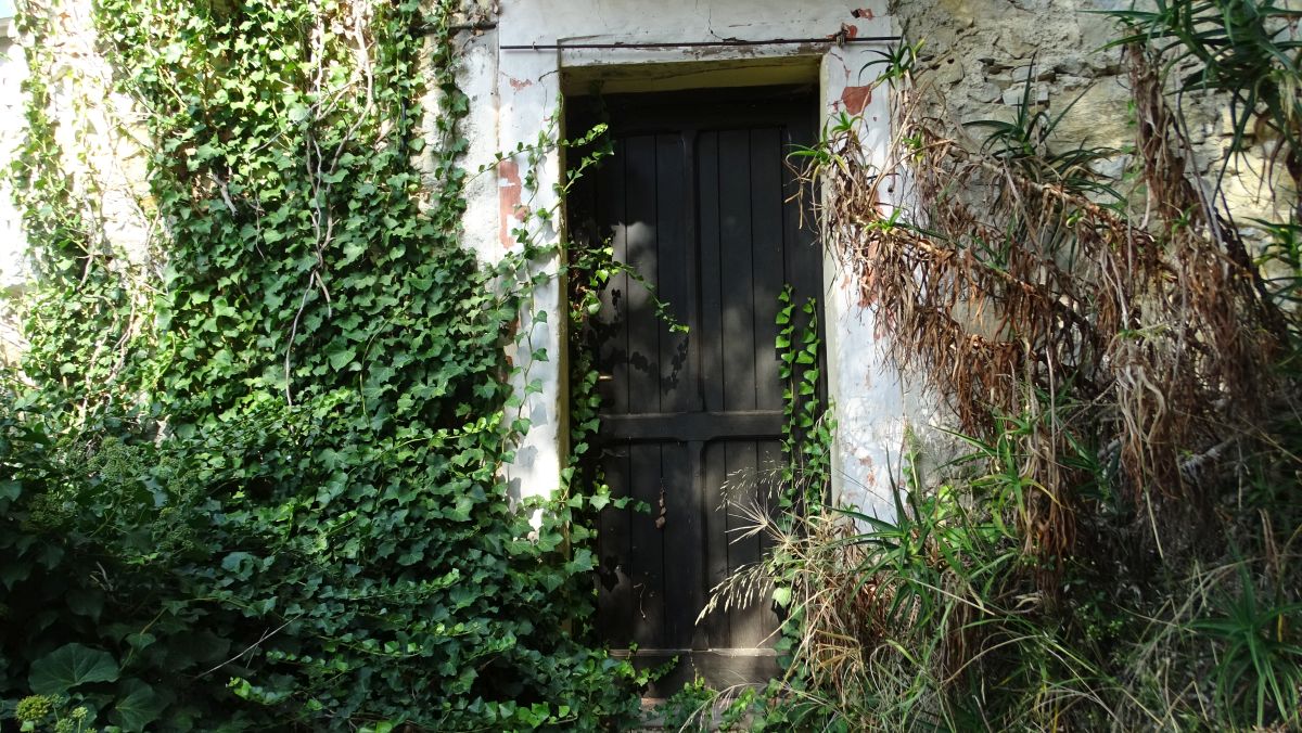Collabassa- zugewachsene Tür