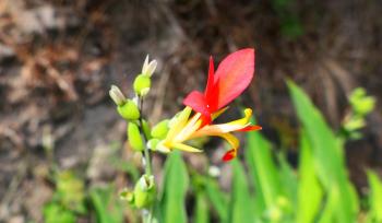 Canna Indica (???)