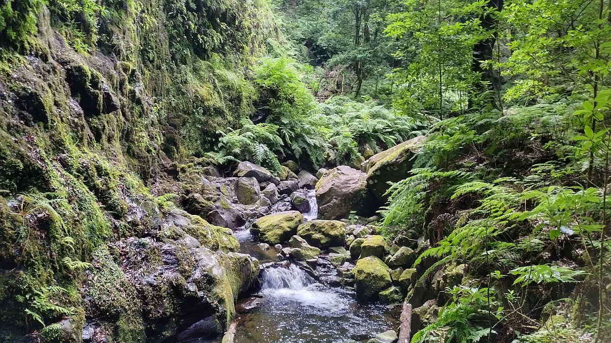 Urwald am Ribeiro Bonito