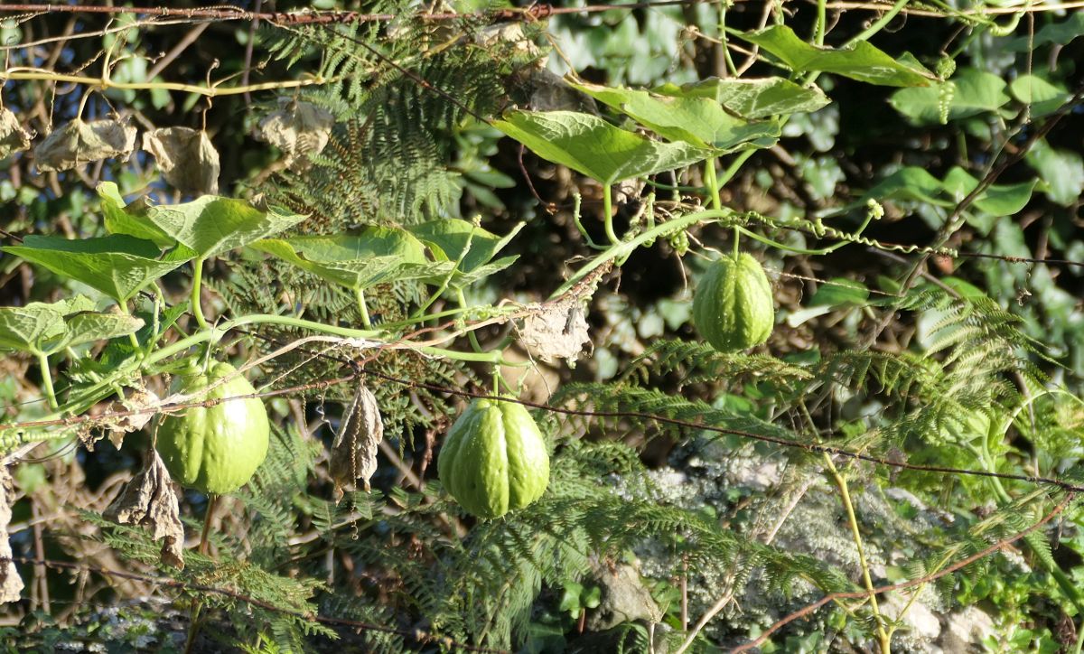 Chayotes, die auf Madeira Pimpinela heißen