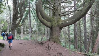 Baum mit starken Armen