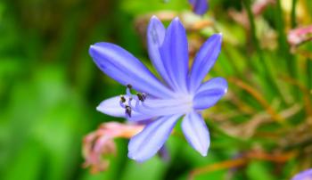 Einzelblüte einer afrikanischen Schmucklilie