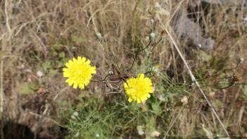 Hüpfdings auf gelber Blüte