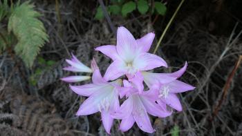 die Belladonnalilie, auch Echte Amaryllis genannt…