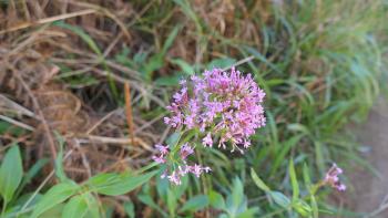 Spornblume Centranthus ruber