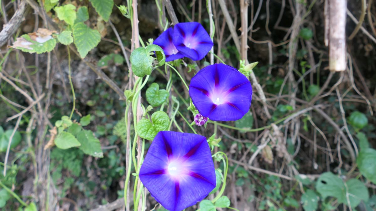 Blaue Prunkwinde