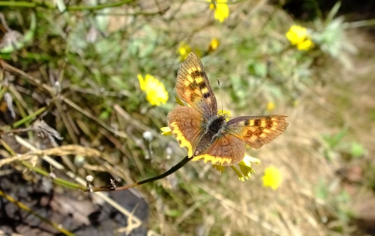 unbekannter Schmetterling