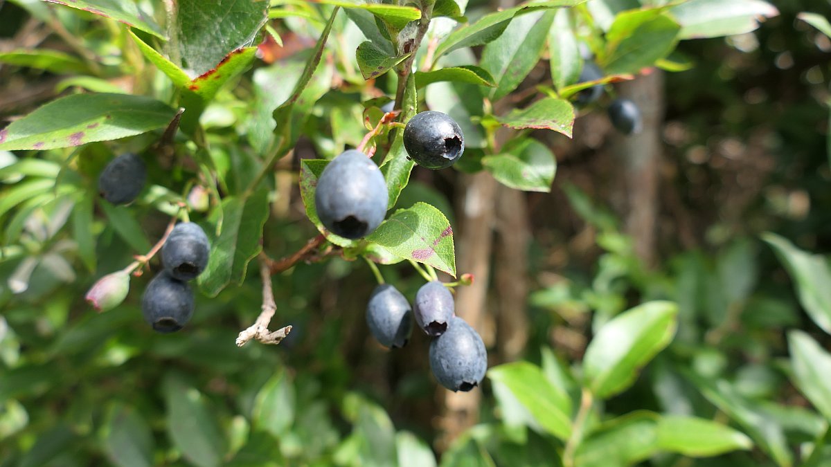 Blaubeerbaum