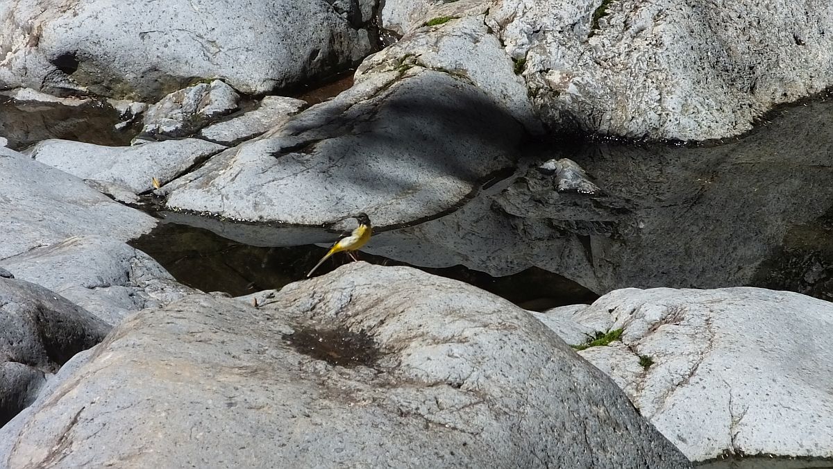 unbekannter Vogel