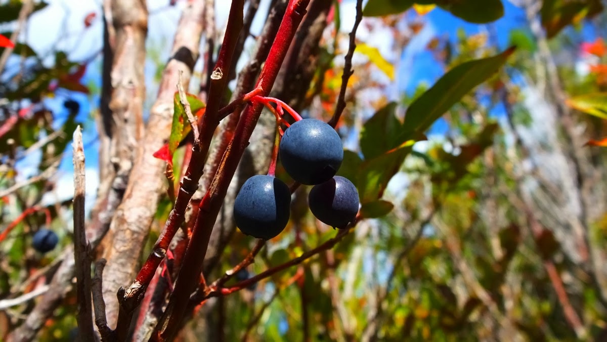 Madeira-Heidelbeere, eine endemische Art