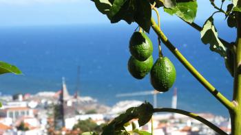 Funchal mit Avodaco