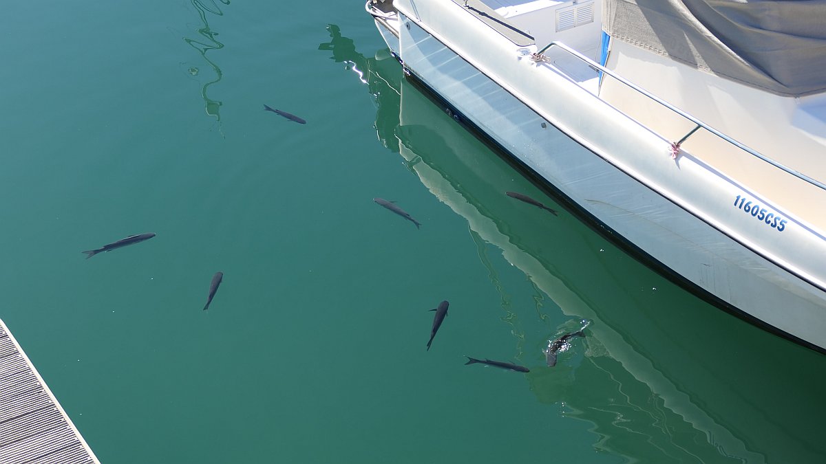 fette Fische im Hafenbecken