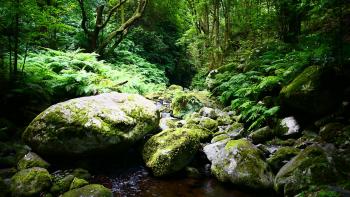 Levada do Rei