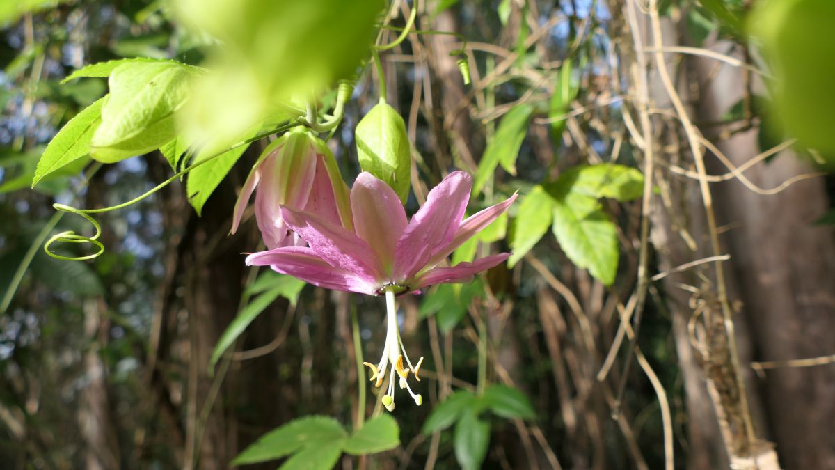 Bananen-Passionsblume (Passiflora tarminiana)