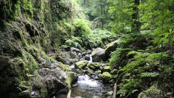 Urwald am Ribeiro Bonito