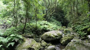 Urwald am Ribeiro Bonito