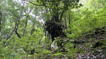 Baum mit Geocacheversteck