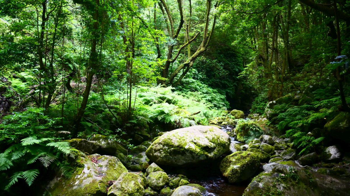 Urwald am Ribeiro Bonito