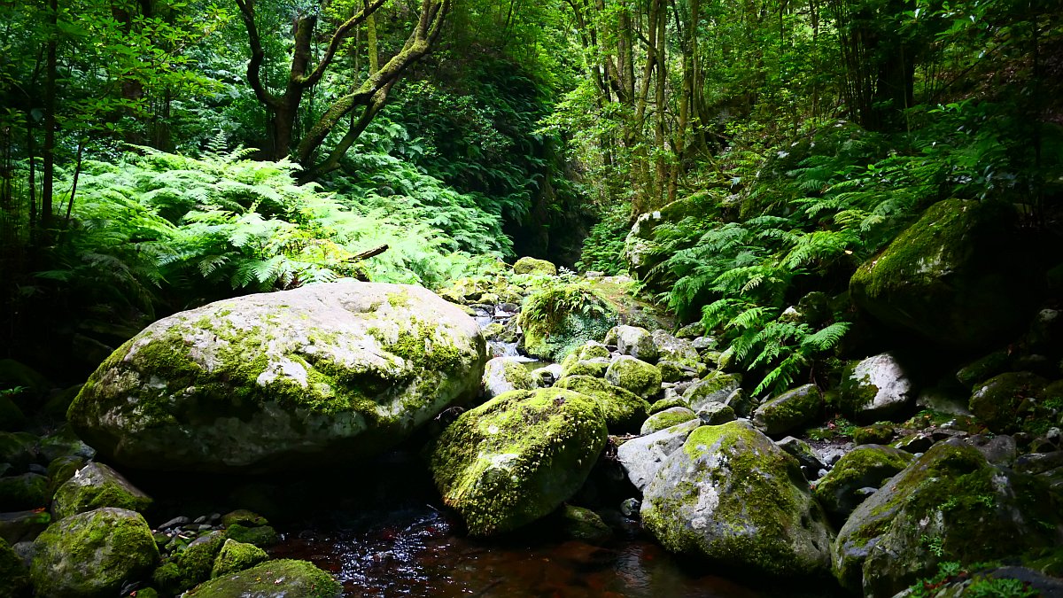 Urwald am Ribeiro Bonito