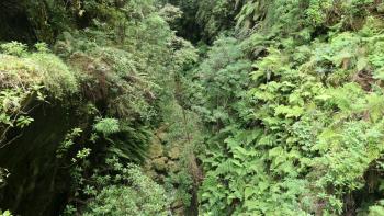grüner Dschungel, hat uns an Neuseeland erinnert