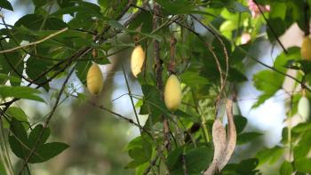 essbare Früchte der Bananen-Passionsblume (Passiflora tarminiana)