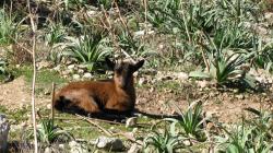 wilde Tiere