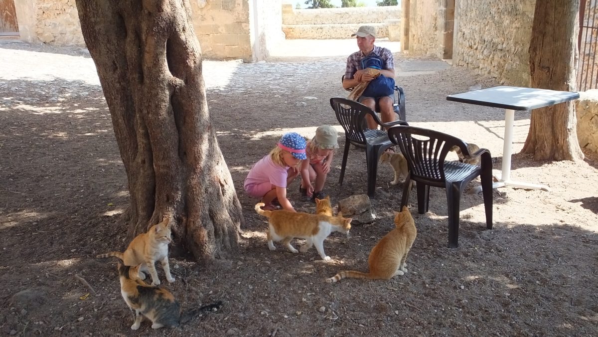 diese Katzen fressen Brot!!!