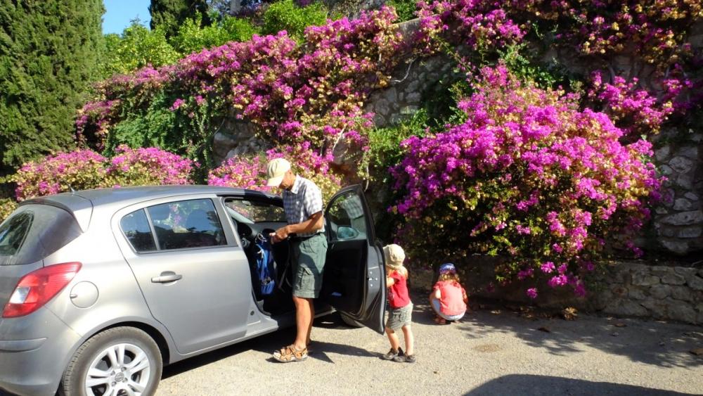 Bougainvillea in voller Blüte