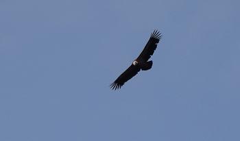 Die Gänsegeier sind schon recht imposant