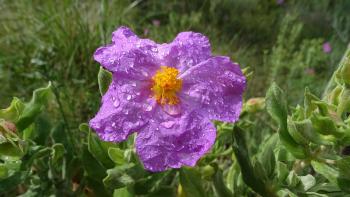 Zistrose nach einem Regenschauer