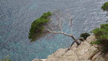 Kiefer in Steilwand