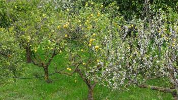 die Obstbäume blühen und tragen Früchte