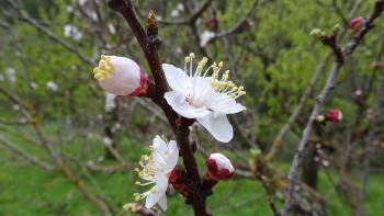 die Obstbäume blühen