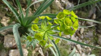 Wolfsmilch Euphorbia biumbellata Poir.