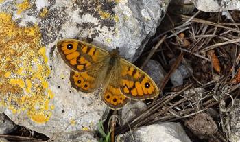 Mauerfuchs (Lasiommata megera)