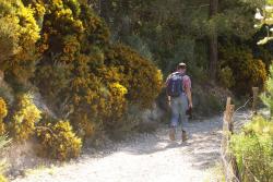 Wanderweg, alles blüht