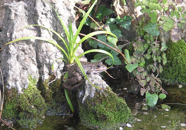 Frosch in Kloster Lluc