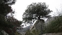 Baum wächst aus Felsen