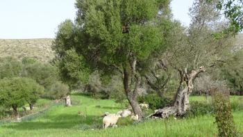 Olivenbäume und Schafe
