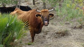 Kühe als Landschaftsbewahrer