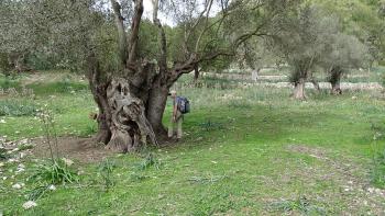 André sucht Geocache an altem Olivenbaum