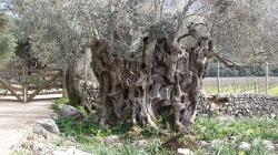unglaublich dicker Olivenbaumstamm